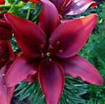 Лилия азиатская Блэк Лист (1 шт.)